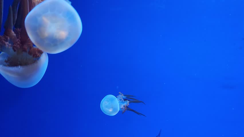 Flame jellyfish (Rhopilema esculentum) swimming in water.