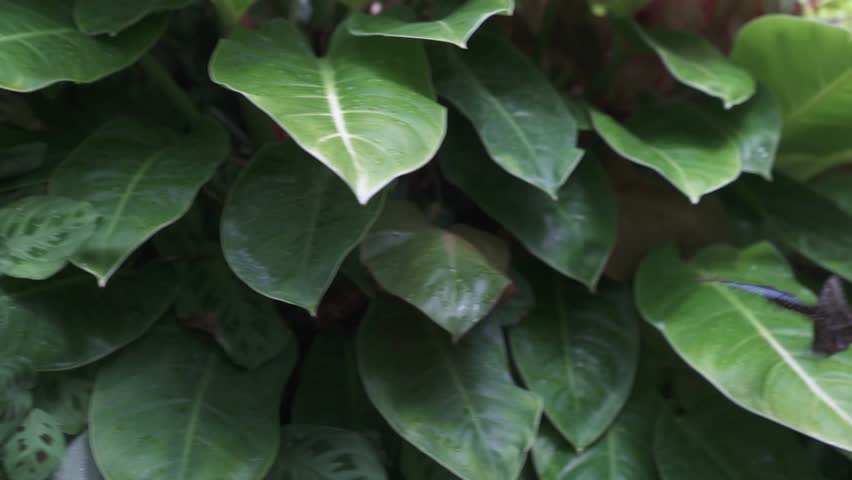 A close-up shot of four bright blue morpho butterflies perched on a tropical green leaf