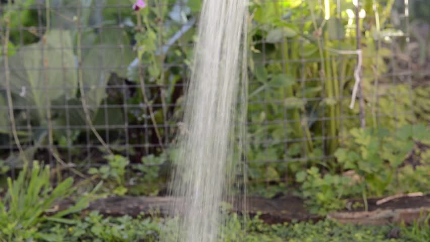A woman washing a fresh escarole in an urban kitchen garden.