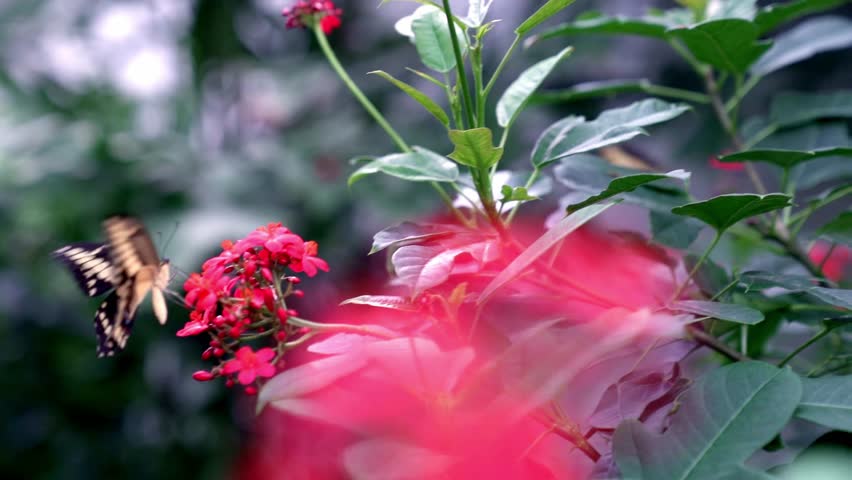 A close-up shot of a beautiful swallowtail butterfly with black and yellow wings feeding on vibrant red flowers