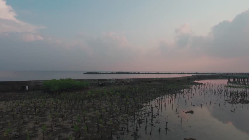 Scenic view of newly planted mangrove forest during calm sunset, creating a peaceful and soothing atmosphere. Footage representing environmental conservation, tropical nature, and sustainable ecosyste
