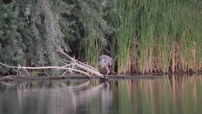 Great Blue Heron Reflected in Lake