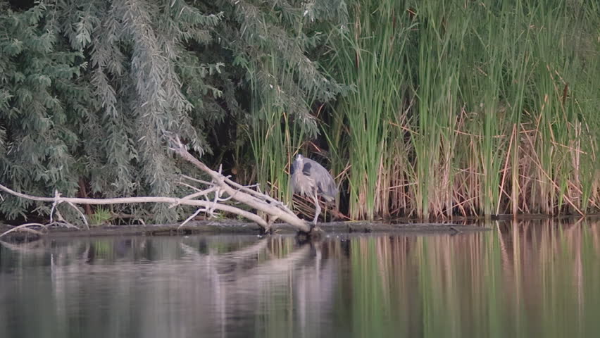 Great Blue Heron Reflected in Lake