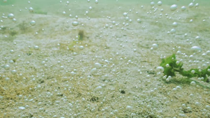 Alot of tiny oxygen bubbles rise from seabed, covered with big colony of gas-producing single-celled algae, Camera sliding forward along bottom and raising bubbles silvering in sun, focus on bubbles
