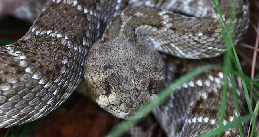 Static video of a Western Diamondback Rattlesnake Crotalus atrox up close