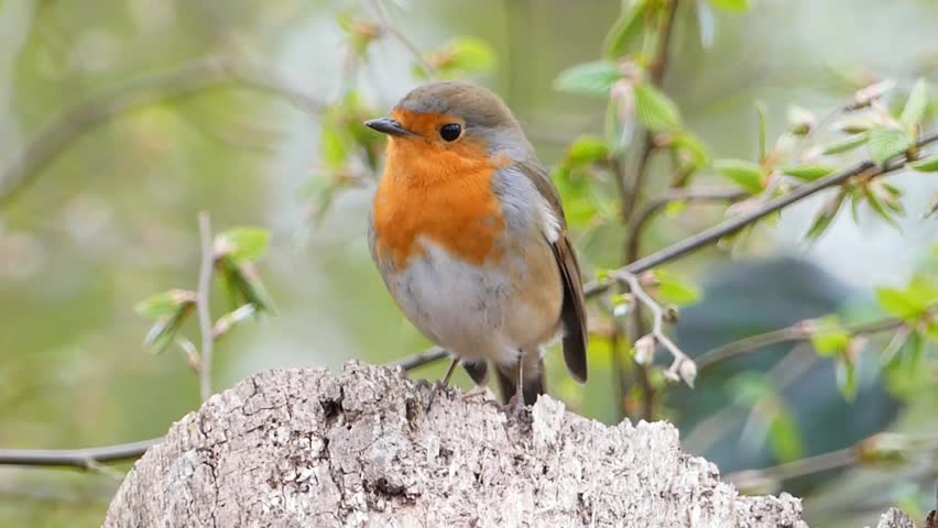 A robin with an orange breast and gray feathers is perched on a mossy tree stump in a garden.