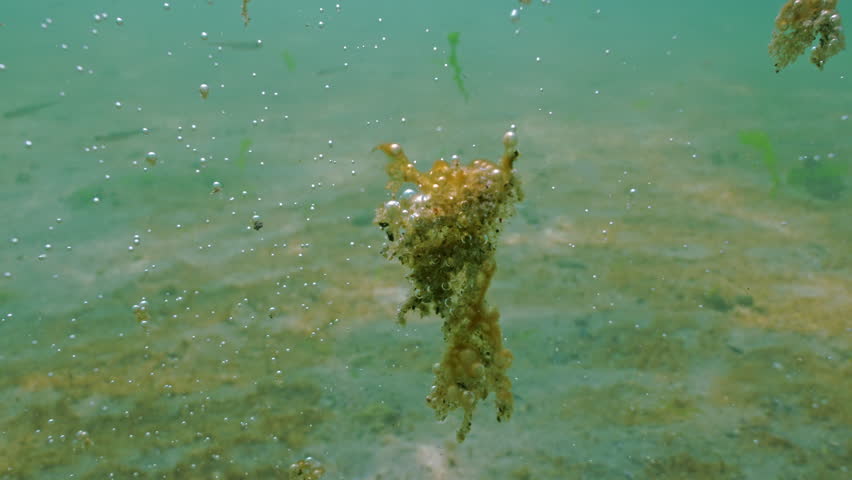 Pieces of large microalgae colony rise up from seabed together with gas bubbles. Fragments of biofilm of benthic microorganisms disintegrate and with gas bubbles floats up from sandy bottom