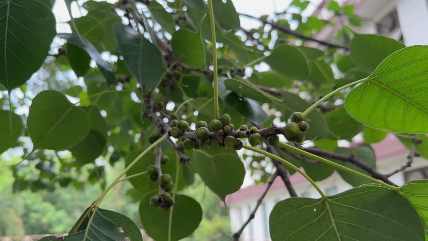 close-up view of the branches of a Sacred Fig tree (Ficus religiosa), also widely known as the Peepal or Bodhi tree, adorned with numerous small, round, green fruits.