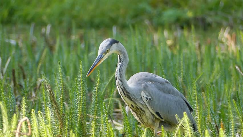 A Close-up side shot of a heron standing still among tall marsh plants