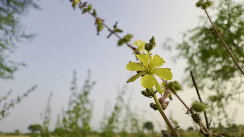 close-up view of a Triumfetta rotundifolia, commonly known as the Roundleaf Burr-Bush. surrounded by yellow flowers, green buds and spiky seed pods