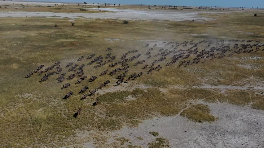 An aerial view of a wildebeest herd running across the dry plains of Botswana Okavango Delta under bright midday sun