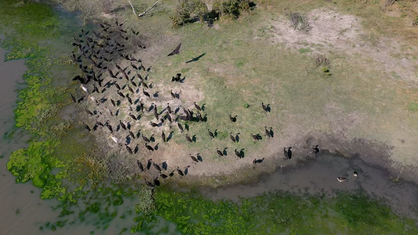 A scenic drone view of a formation of storks soaring together over the wetlands in Okavango Delta, Botswana