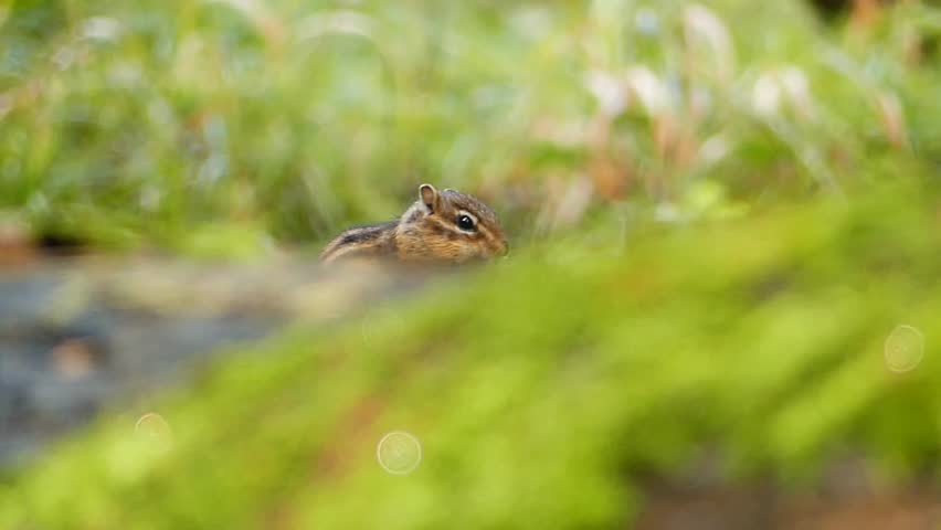 A Siberian chipmunk peeks over a mossy log, mostly hidden in the grass, observing quietly from the forest floor while cleaning itself