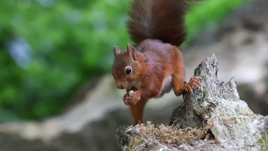 A close-up shot of a Eurasian red squirrel (Sciurus vulgaris), with a bushy tail, perched on a log, eating