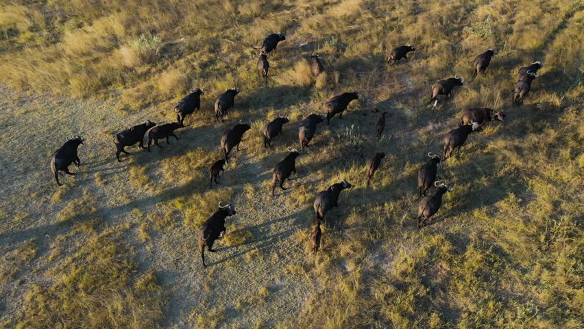 An aerial view of a herd of Cape Buffalo moving across the dry grasslands of the Okavango Delta in Botswana, showcasing the wildlife