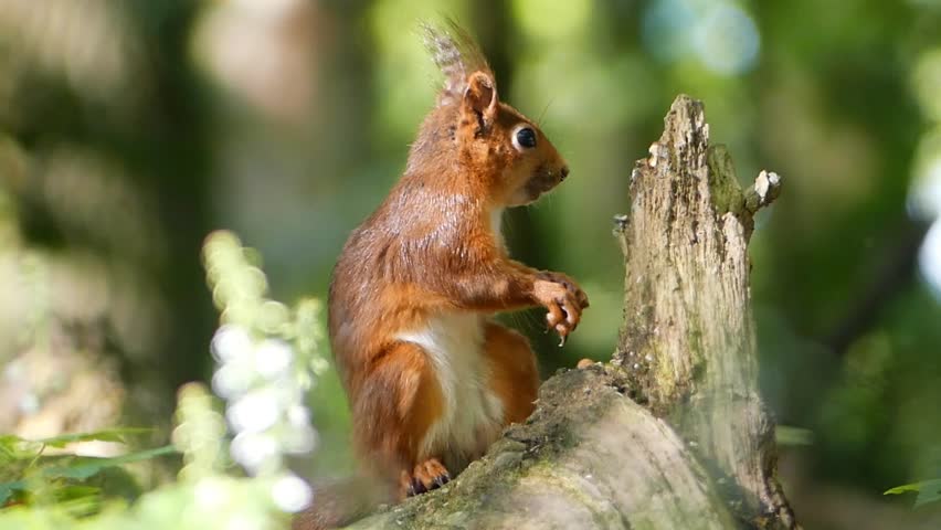 A Eurasian red squirrel (Sciurus vulgaris) sits alert on a mossy log in the forest, surrounded by soft green foliage and sunlight