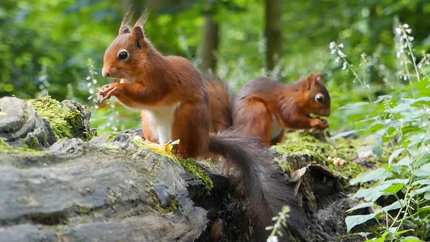 A pair of Eurasian red squirrels (Sciurus vulgaris) sit on a mossy log in a forest, nibbling food side by side amid soft greenery and plants
