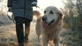 Girl Walking With An Adorable Golden Retriever Dog On A Frosty Morning - Powered by Shutterstock - Get 15% off with code: PIKWIZARD15