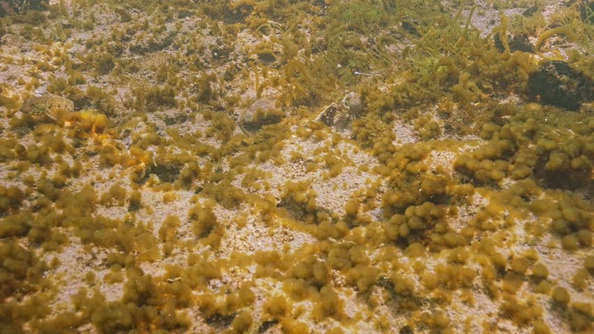 Colonies of cyanobacteria (blue-green algae) covering rock reef sway in current of water, in glare of sun, crabs run along reef. Coastal water ecosystem