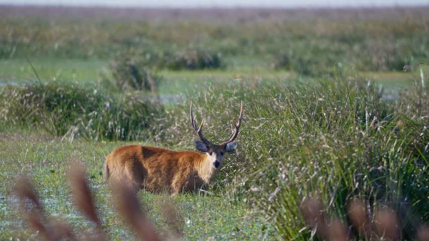 Single large male marsh deer grazing in green open area with dense grassy shrub vegetation in wetland, standing in water