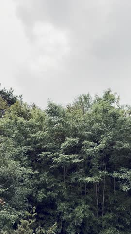 A deciduous forest with rainy weather and cloudy sky - vertical view