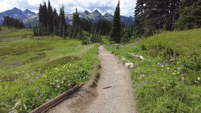 Explore the lush trails of Paradise Mt Rainier National Park, Washington, featuring vibrant wildflowers and majestic mountain views.