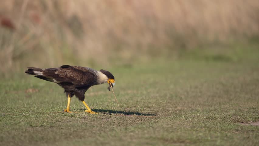 Crested Caracara Bird Collecting Twigs In The Field. - closeup shot