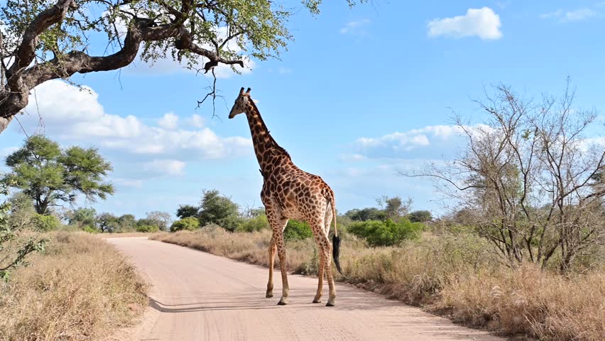 Giraffe walking away down a dirt road in Kruger National Park in South Africa