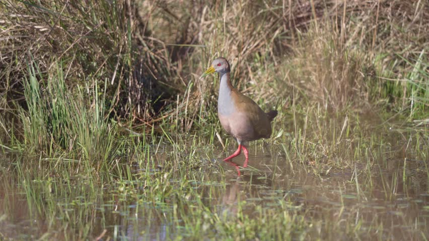 Giant Wood Rail Bird Foraging In The Wetland. - closeup shot