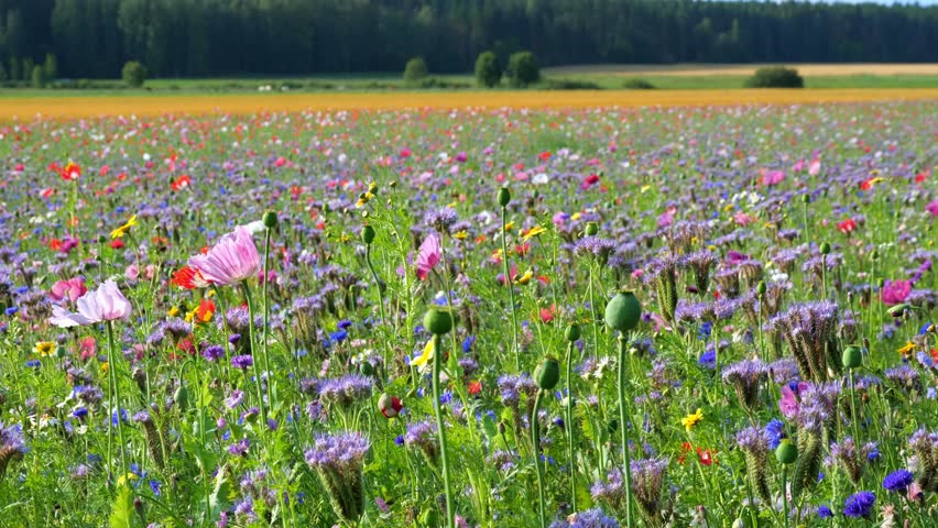 Wildflowers Moving Slowly in the Wind
