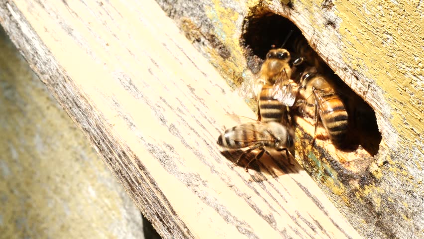 Active movement of bees during a good honey collection.
Delivery of nectar and pollen by bees to the hive.
