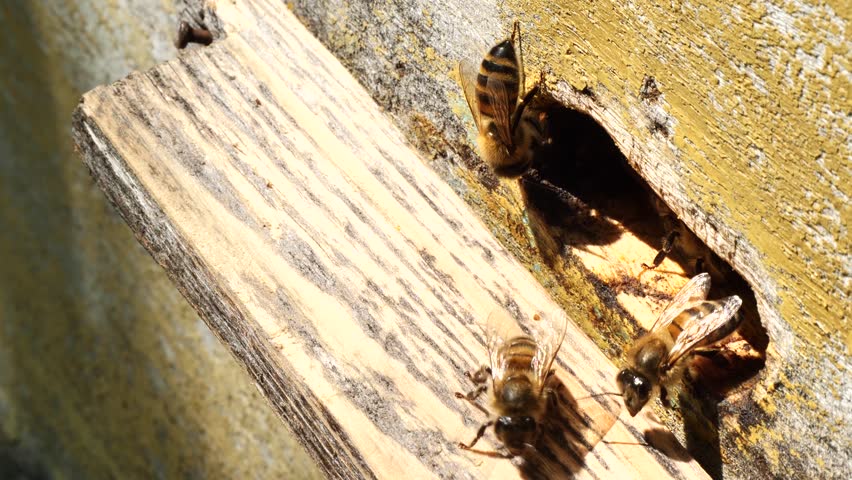 Active movement of bees during a good honey collection.
Delivery of nectar and pollen by bees to the hive.
