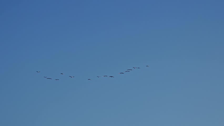 group of birds fly under the blue sky in summer