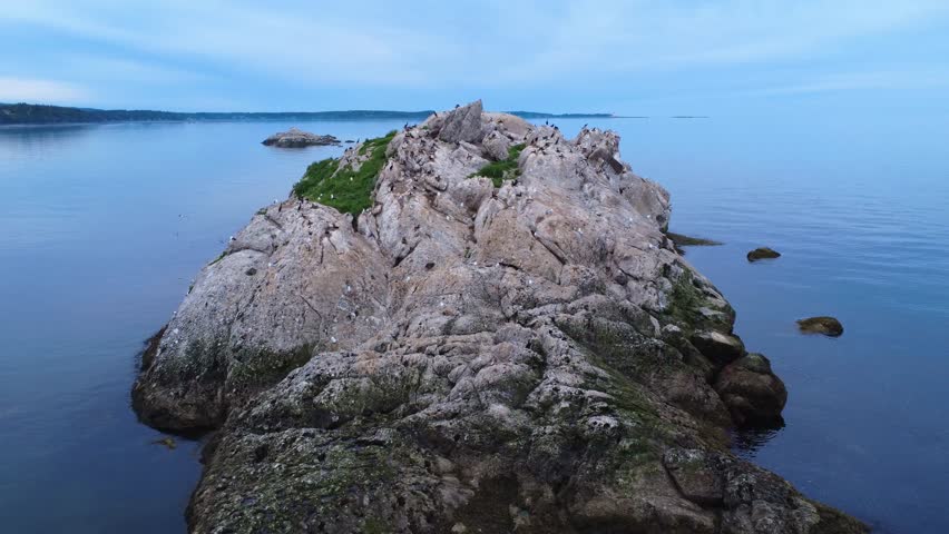 Gulls, razorbills, and double-crested cormorants nest and coexist on a coastal rock dotted with patches of grass, bathing in a calm bay under a gray sky. St. Lawrence River, Metis-sur-mer, Quebec.