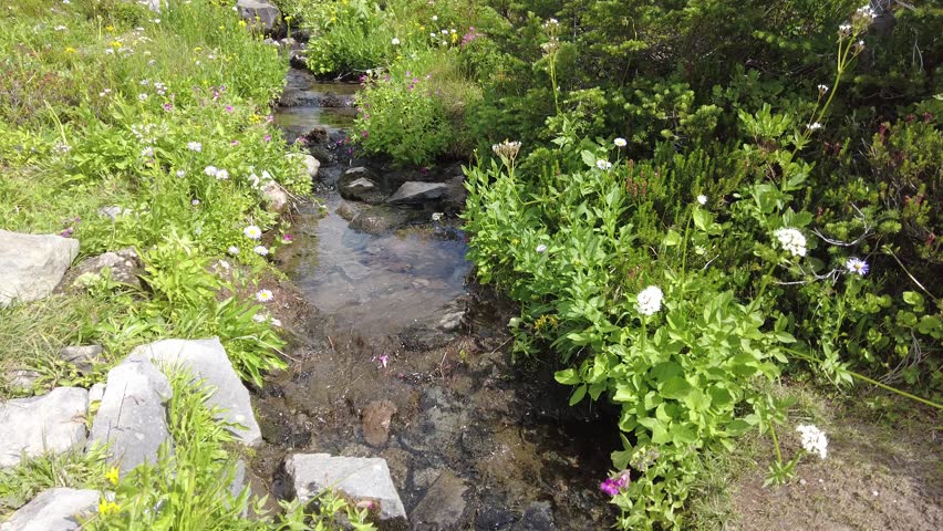 Explore the vibrant summer flora and serene landscapes of Paradise Mt Rainier National Park Washington USA.