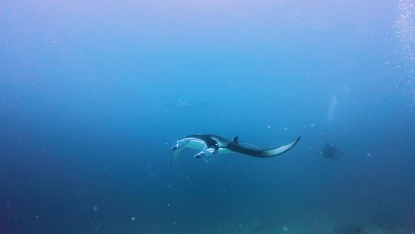 Pair of reef manta rays mobula alfredi swimming underwater at tropical coral reef cleaning station with scuba divers
