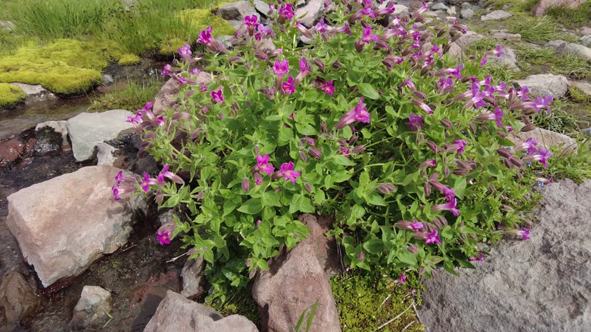 Explore the vast alpine meadows of Paradise Mt Rainier National Park, Washington USA, with its vibrant wildflowers and rugged terrain.
