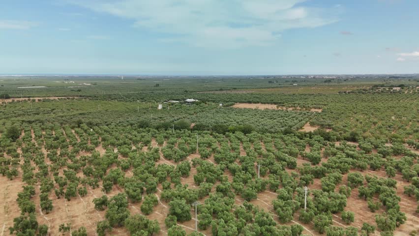 Aerial Drone View of Vast Olive Groves and Farmland in the Countryside of Puglia, Southern Italy, Mediterranean Agricultural Landscape on a Sunny Summer Day