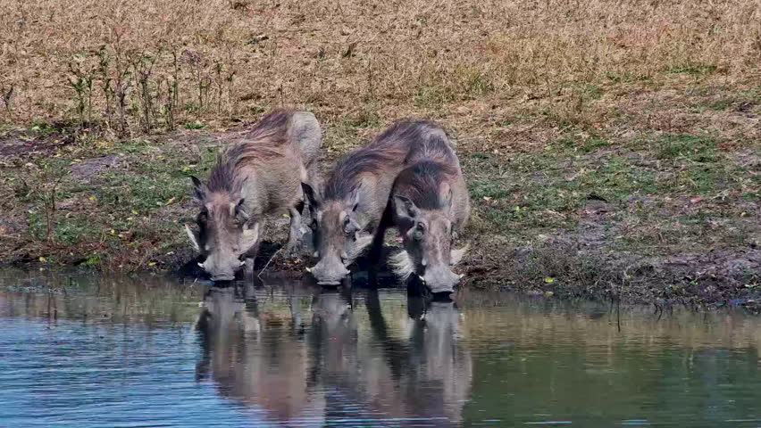 Three wild warthogs with tusks drink side by side from a watering hole.