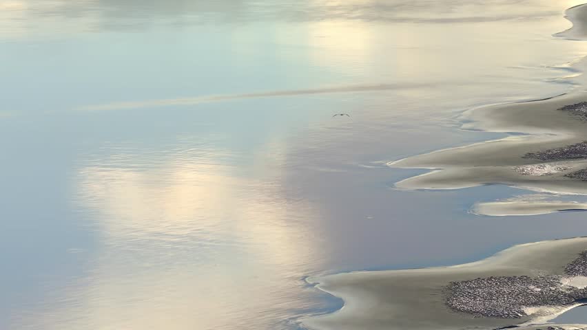 Large-Billed Tern Hunting Above River Sandbanks in Tambopata, Peru, Aerial Telephoto