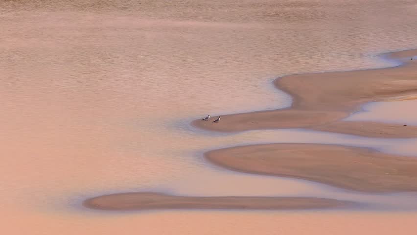 Large-Billed Tern Pair Resting on Sandbank of Tambopata River in Peru, Aerial Telephoto