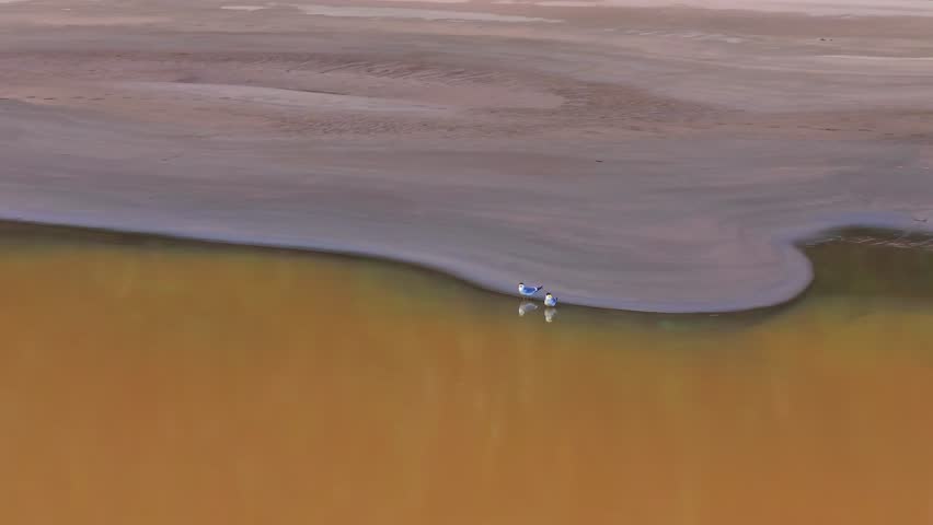 Large-Billed Tern Pair Preening and Drinking on Sandbank in Tambopata, Peru, Aerial Telephoto