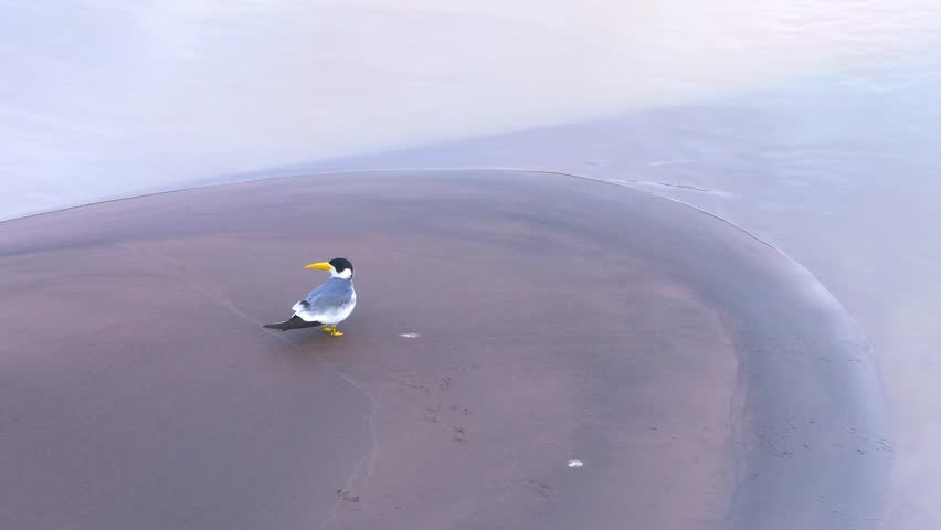 Large-Billed Tern Looking Around on Sandbank in Tambopata, Peru, Aerial Telephoto