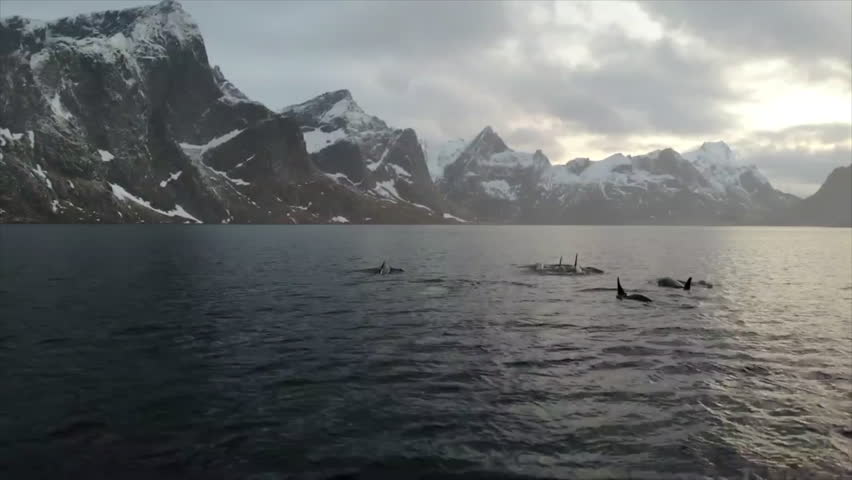 Aerial drone footage of orcas swimming in Kjekfjorden near Reine in the Lofoten Islands, Norway. Stunning winter landscape with snow-covered mountains in the background and a golden Arctic sunset refl