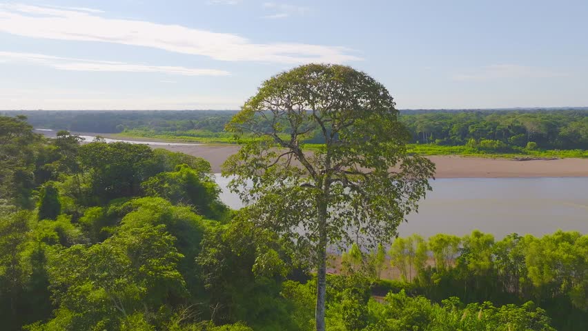 Emergent Amazon Tree Beside Tambopata River in Peru, Aerial Telephoto