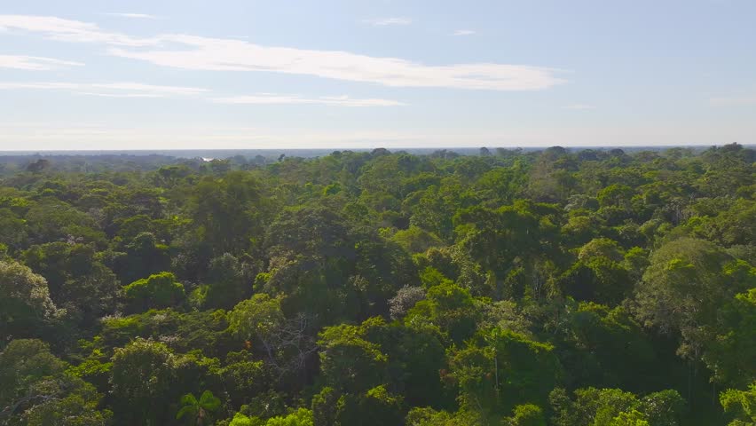 Amazon Rainforest Canopy Landscape in Tambopata, Peru, Aerial Telephoto