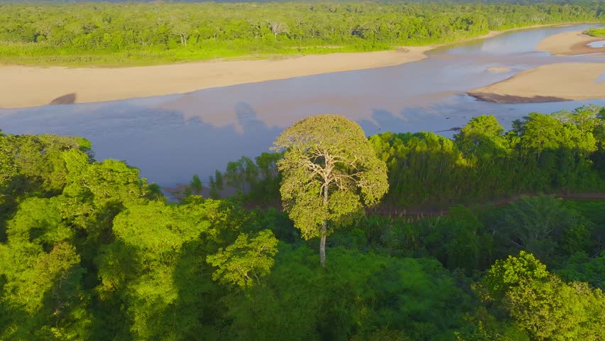 Emergent Tree Beside Tambopata River in Amazon Rainforest, Peru, Aerial Telephoto