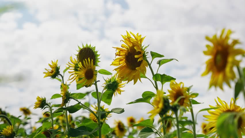 Beautiful sunflower swaying gently in slow motion with a field of sunflowers in the background under cloudy sky.