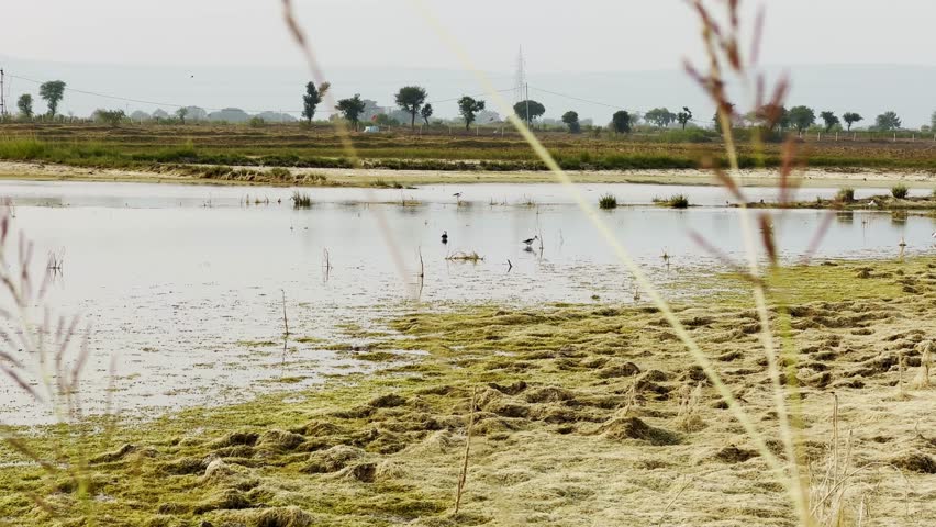 Static shot featuring a lake or pond surrounded by lush greenery and trees in the distance, Small birds wading in the tranquil water