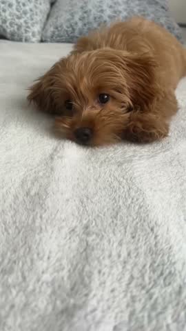 Sweet fluffy brown puppy lying flat on cozy white bedspread with pillows in bright comfortable bedroom
